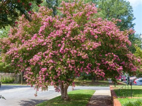 Harnessing the energy of crepe myrtles: using them in feng shui and energy flow practices